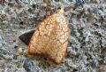 Acleris forsskaleana